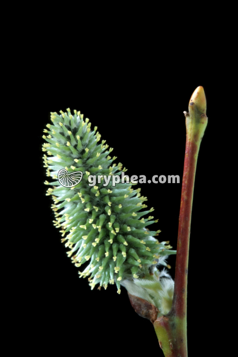 Saule (Salix caprea) - fleurs femelles - gryphea.com